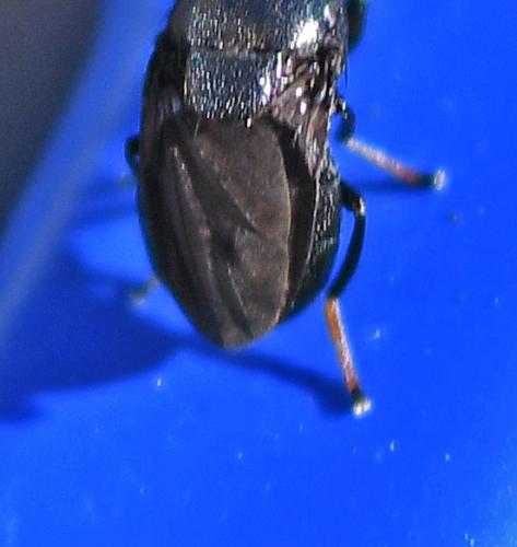 Discomyza incurva